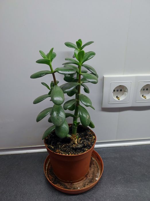 Денежное дерево(толстяка)