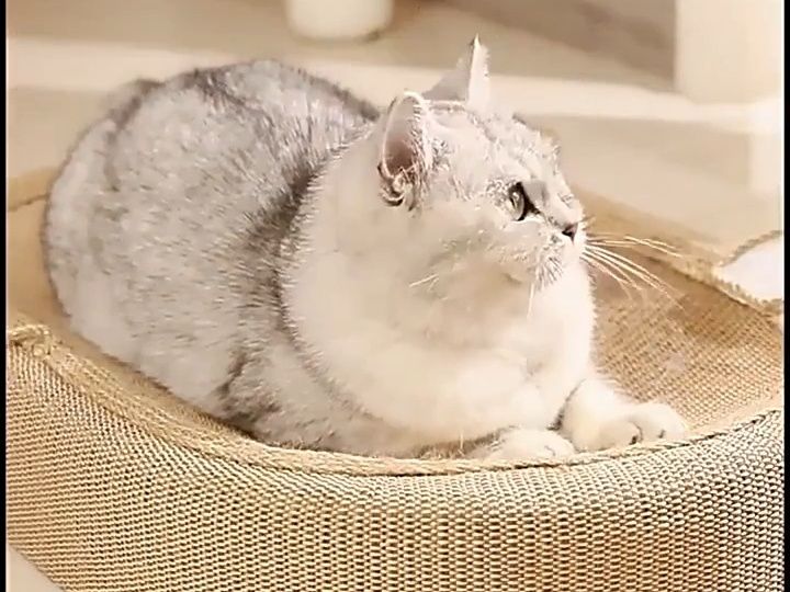 Arranhador/ Cama para Gatos em Sisal