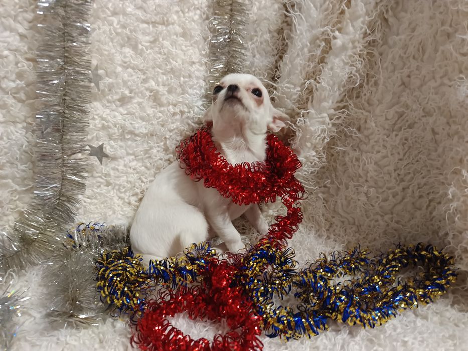 Сором'язлива білявочка чихуахуа