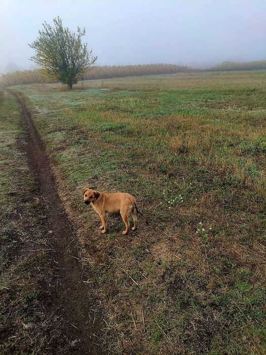 В самі люблячі ручки  шукає домівку собачка