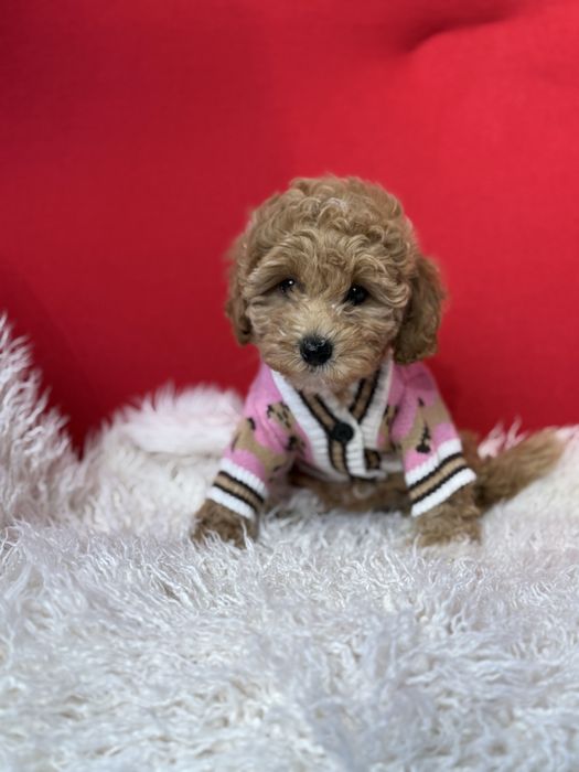 VIP мальтіпу чіп