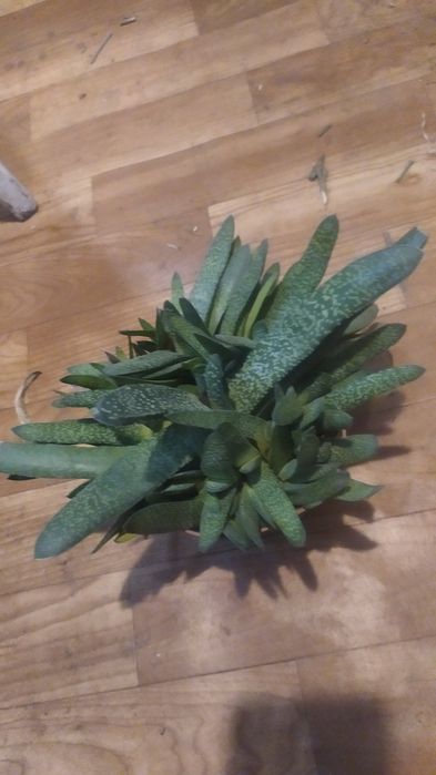 Гастерия большой куст