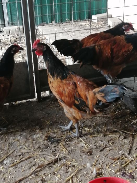 Galinhas da raça vorwerk