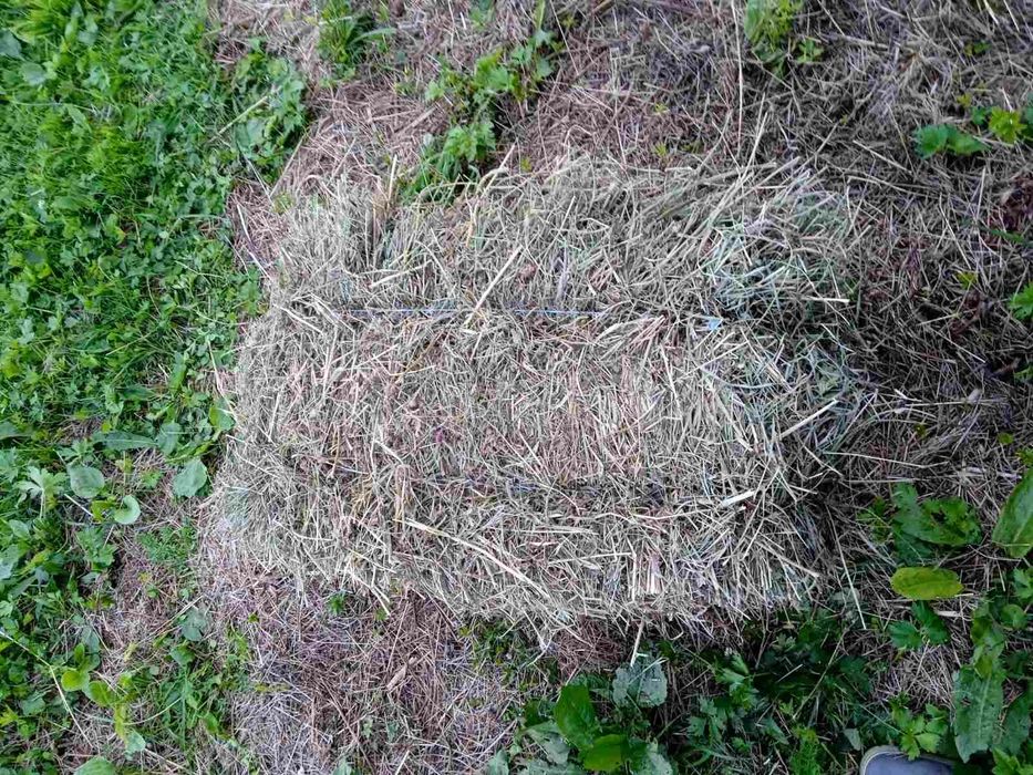 Продам тюки сіна