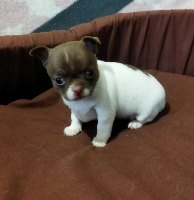 Чихуахуа девочка.