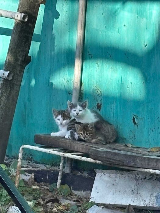 Кошеня в добрі руки