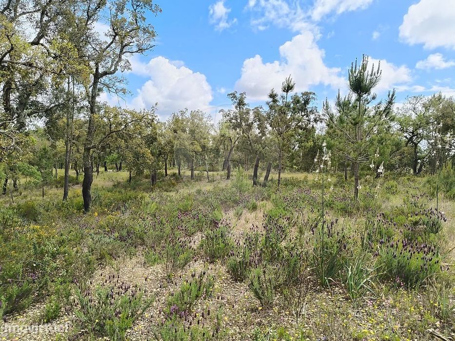 Terreno  para venda