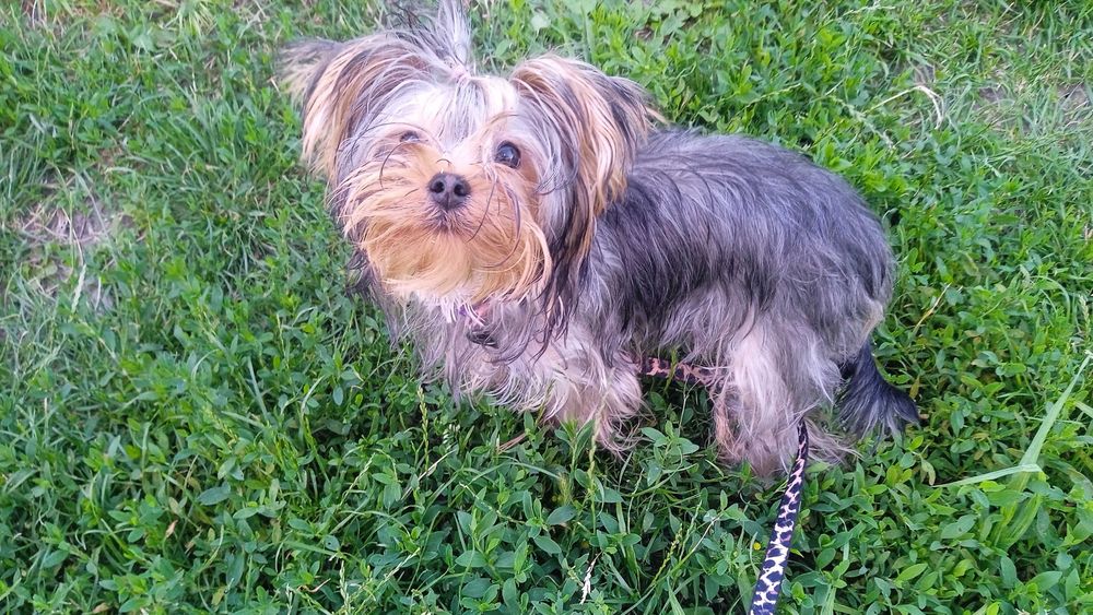 Продам цуценя хлопчик Йоркширського тер'єра