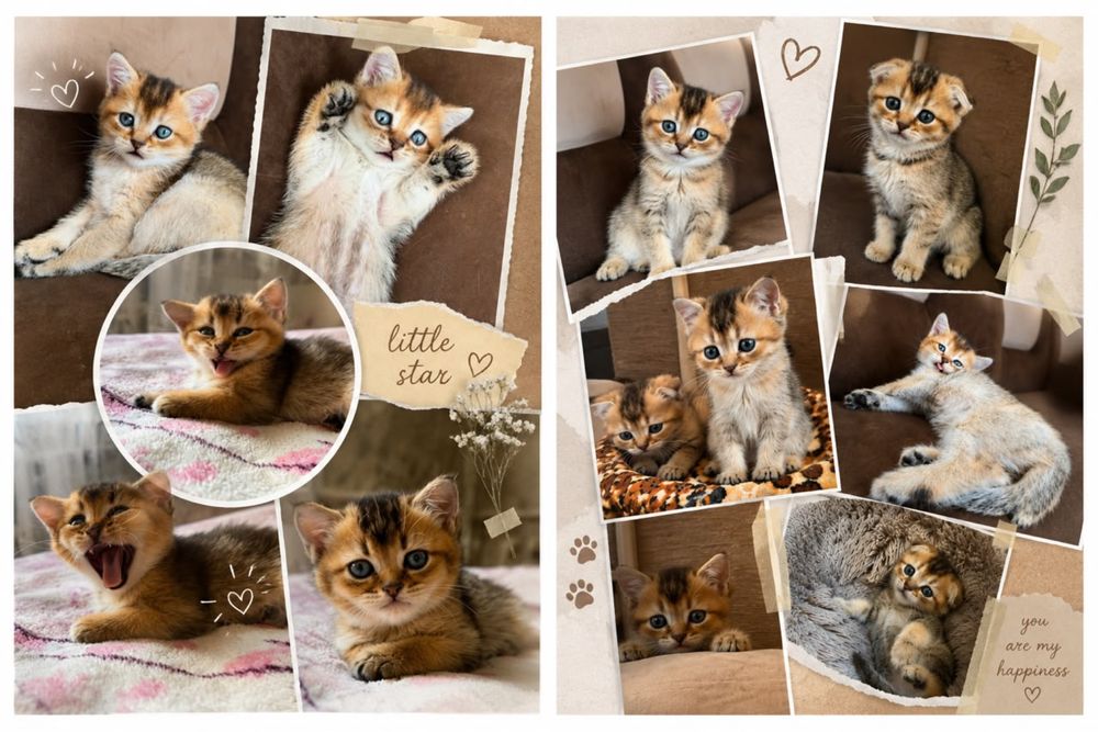 Кошенята британської золотої шиншили