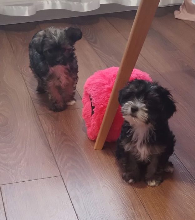 Szukamy nowych domkow