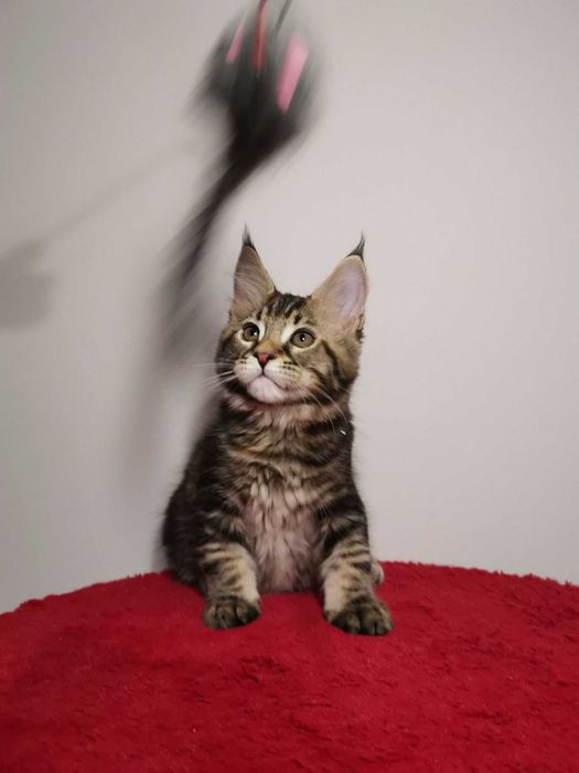 Мальчик котенок породы чаузи