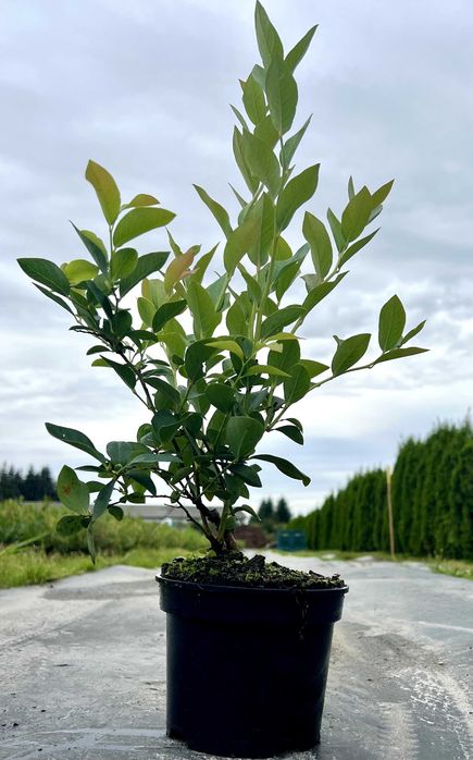 Sadzonki borówki wysokiej CALYPSO® w C1,5