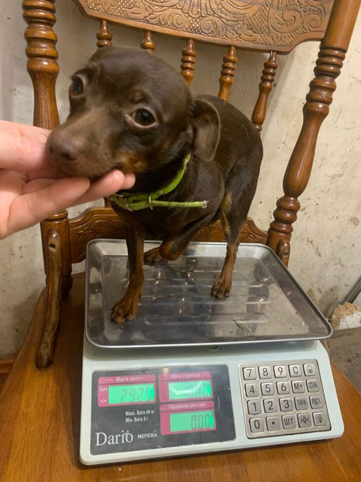 Той тер‘єр, підрощений хлопчик.