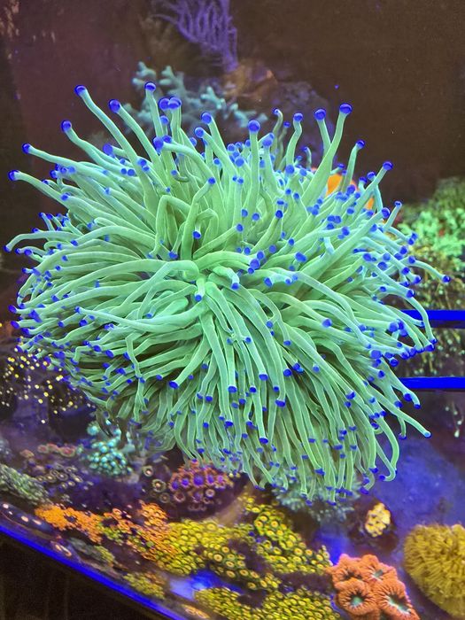 Euphyllia / Euphylia Glabrescens