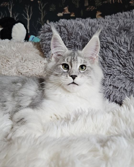 Koteczka długie futerko Maine Coon srebrzysty FPL