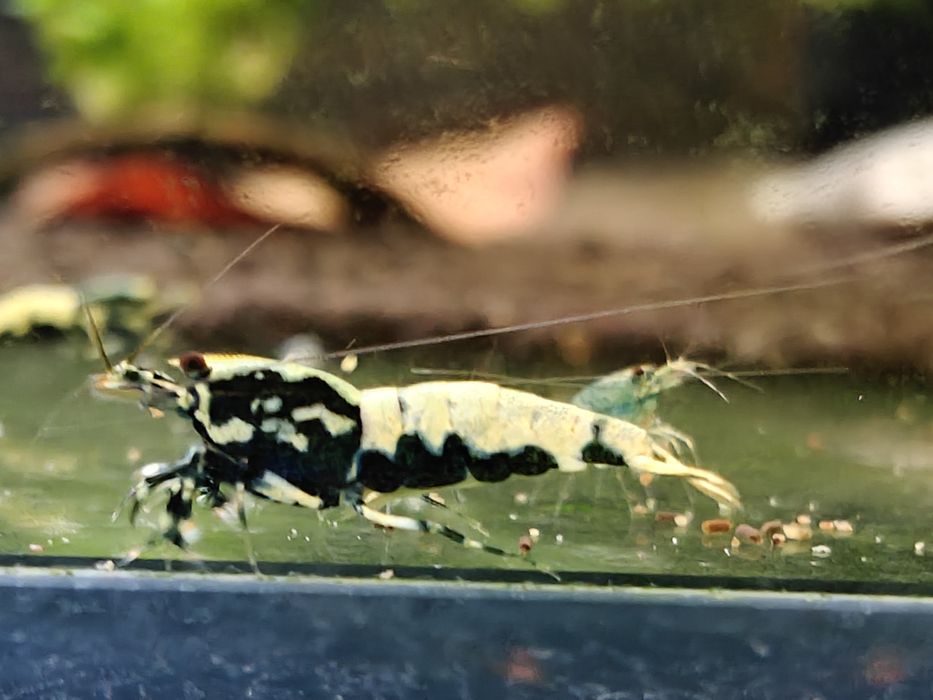 Krewetki Caridina BOA
