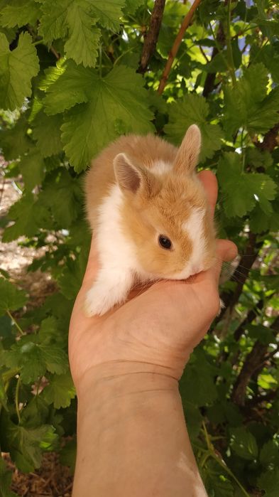 Міні кролики ручні добрі рижі білі придбати в Харкові кролі крольчата