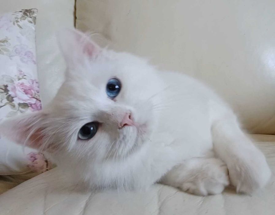 Syberyjski cudowny kocurek