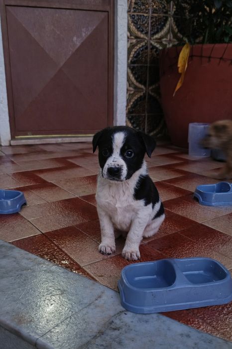 Cachorrinhos para adoção