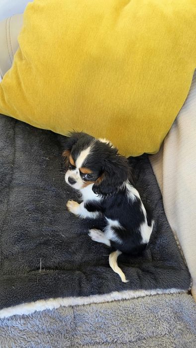 King Charles cavalier se tricolor(país com lop)