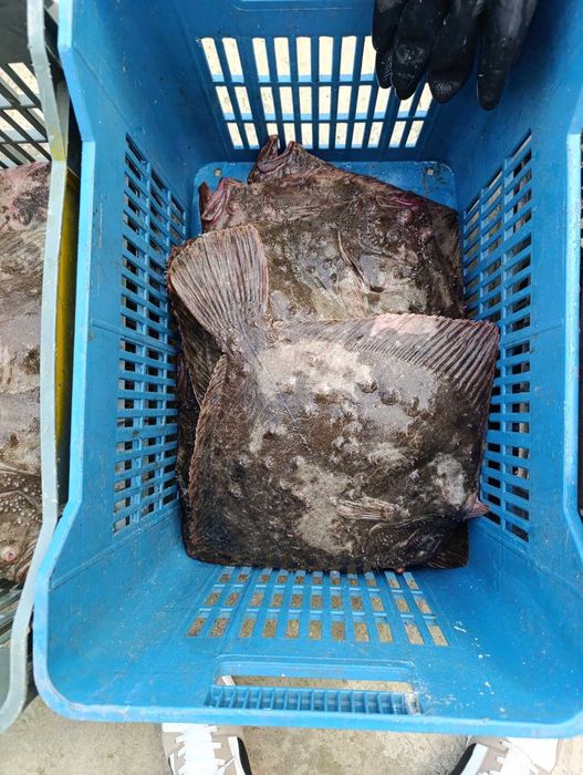 Икра,колбасы ,рыба с икрой ,креветка  опт/розница