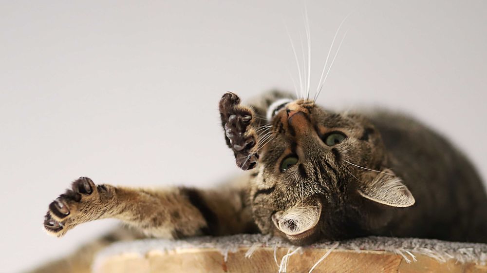 Rysia i Pysia czekają na domek, Blizniaczki Kocie.