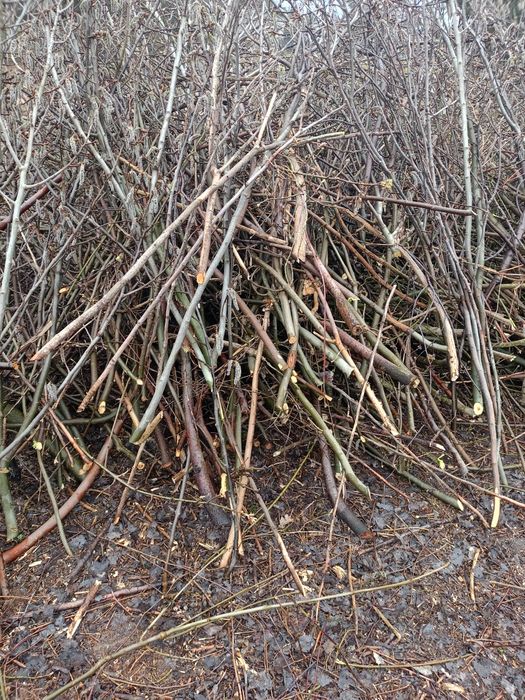 Oddam za darmo na opał