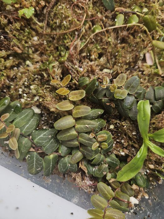 Marcgravia umbellata red