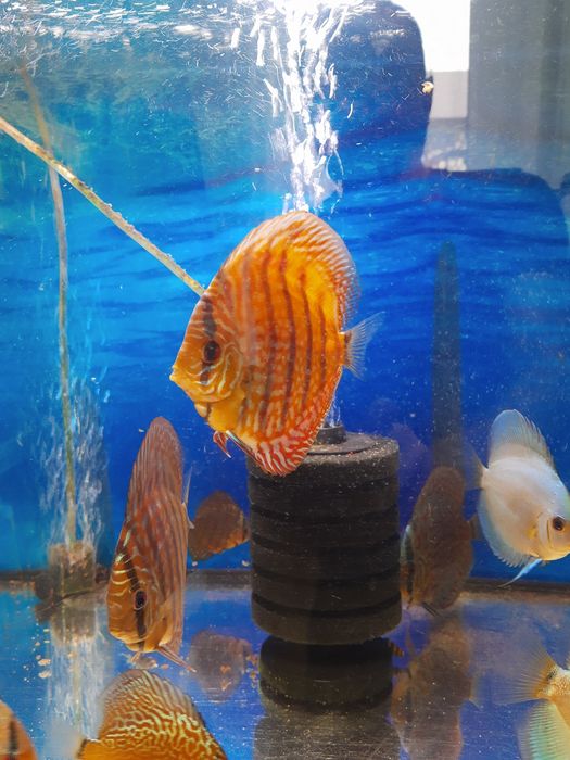 Sprzedam siedem sztuk paletek wielkość od 10 do 12 cm