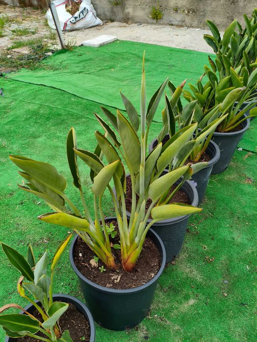 Estrelícia Reginae - planta em vaso