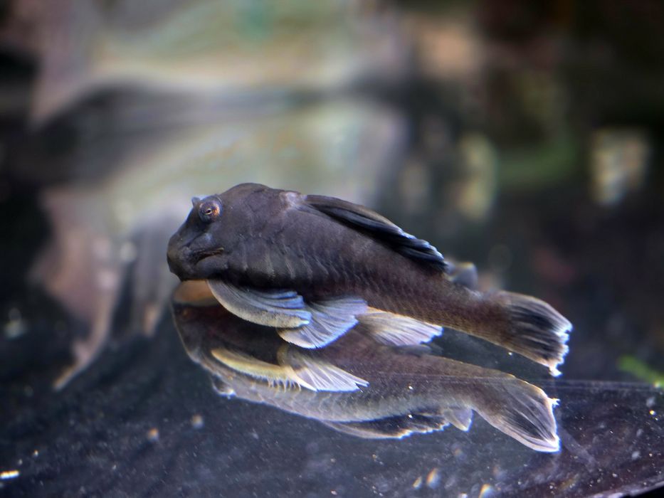 Zbrojnik L239 Baryancistrus beggini/ pleco (glonojad)