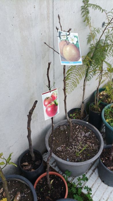 Macieira,  ameixoeira  ,figueira  , pêra melão, Limoeiro