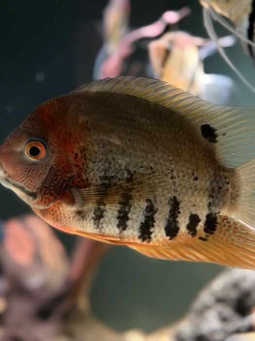 Pielęgnica Severum  red 12 szt
