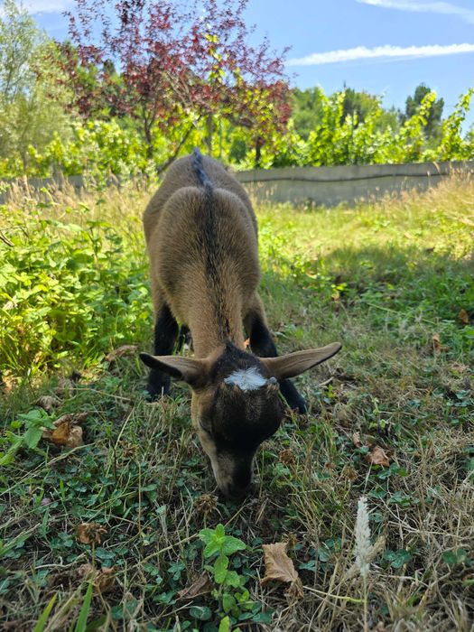 Cabras anão é cabrito anão