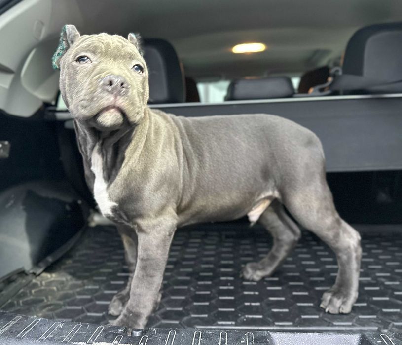 Щенки АСТ Амстафф