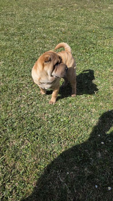 Sharpei macho puro