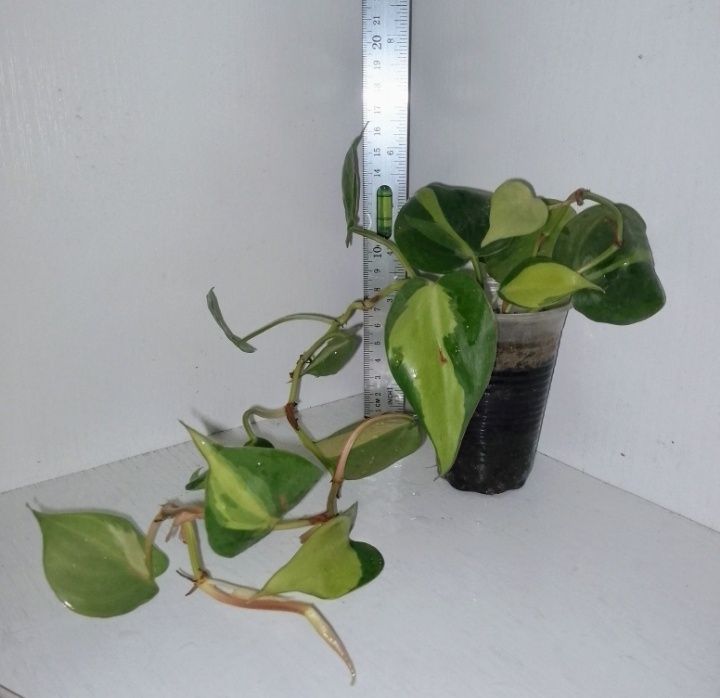 Філодендрон Сканденс Бразил (Philodendron Scandens Brasil)
