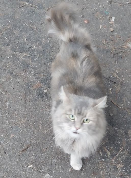 Шукаємо старих або нових господарів