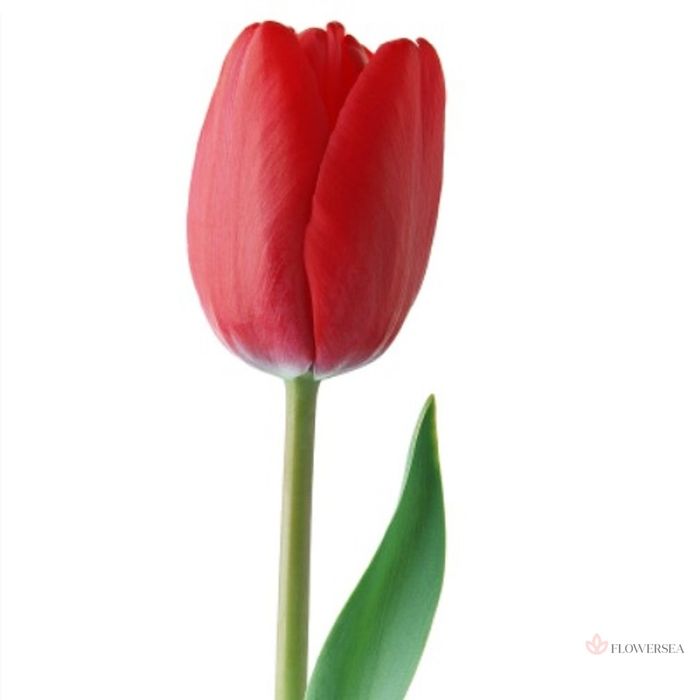 Квіти з своєї клумби