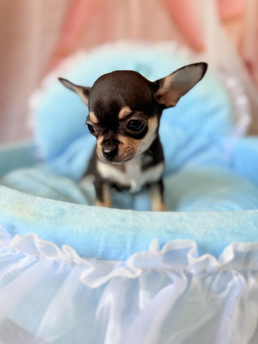Chihuahua chlopczyk  do odbioru