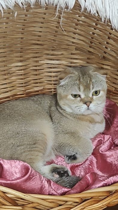 Чистокровна дівчинка від золотої шиншили