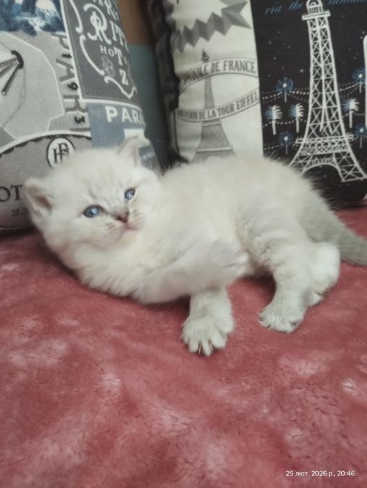 Ідеальна шотландська блакитноока принцеса з ВАКЦИНАЦІЄЮ