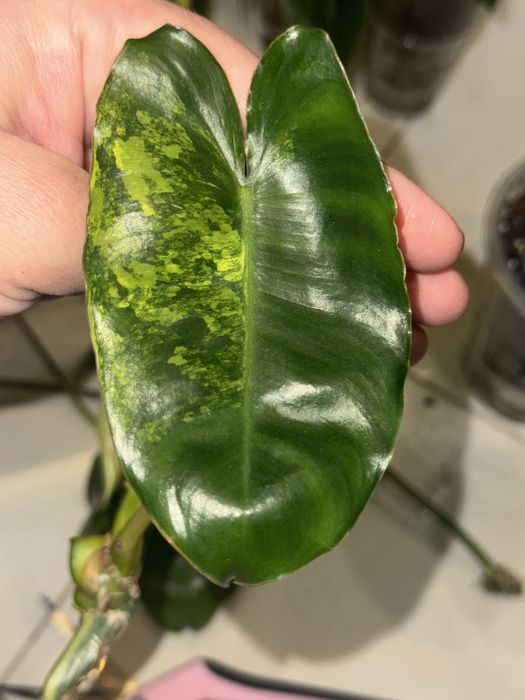 Philodendron Burle marx variegated