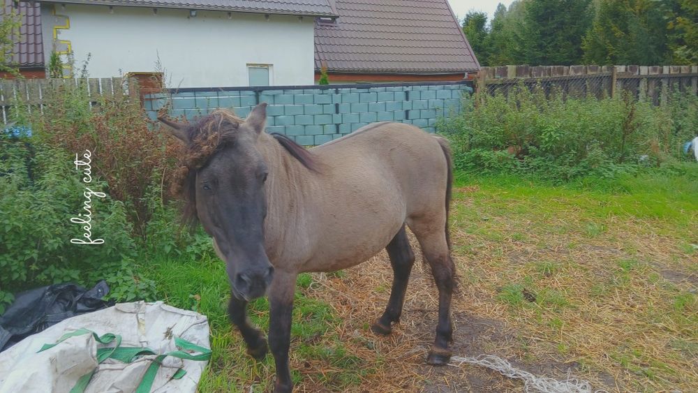 Konik polski ogier dopłatowy