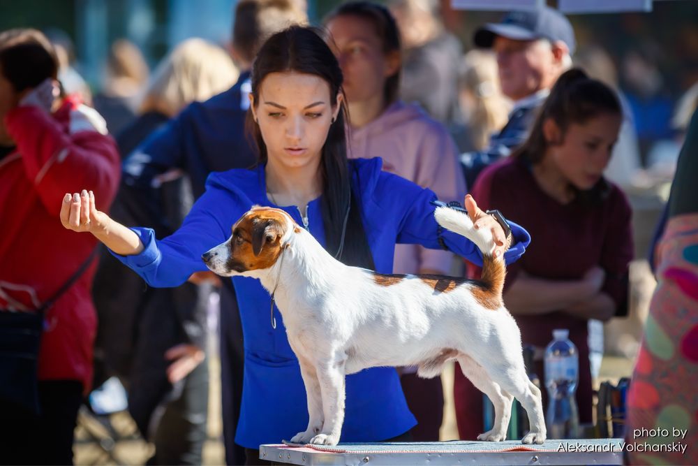 В'язка Джек Рассел Тер'єр / Вязка Джек Рассел Терьер