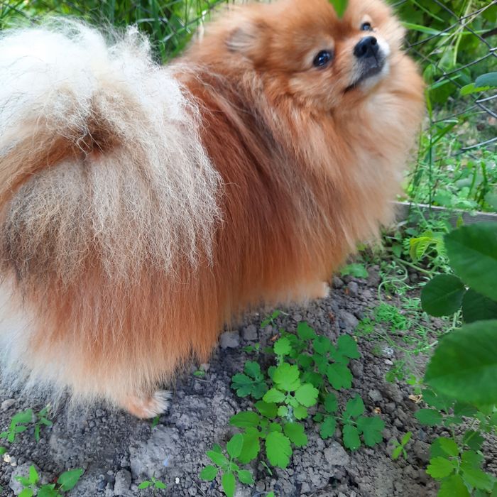 Померанский шпиц ищет девочкуу