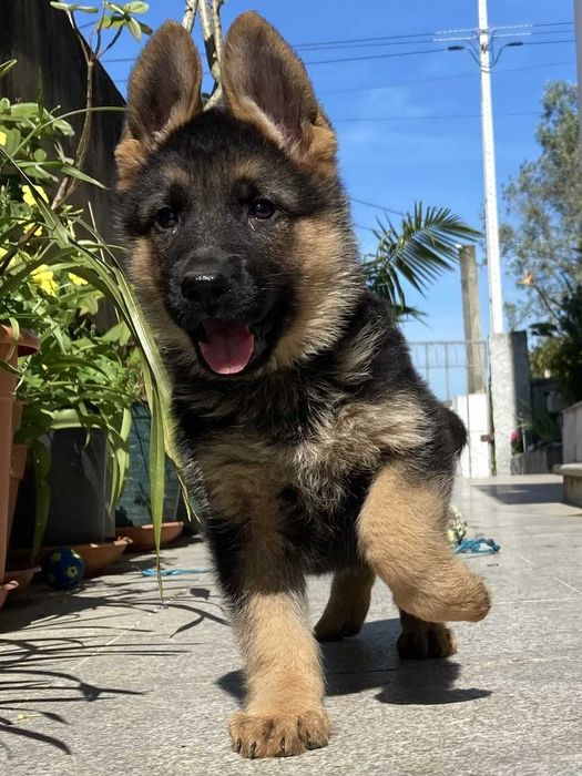Cachorro de raça Pastor Alemão