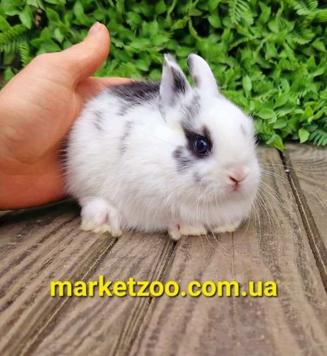 Нідерландський міні кролик хлопчик зі щепленнями