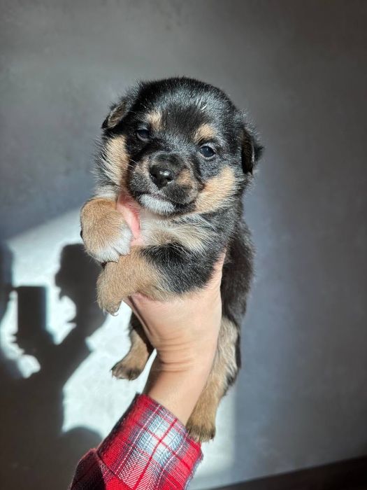 Щенята безкоштовно