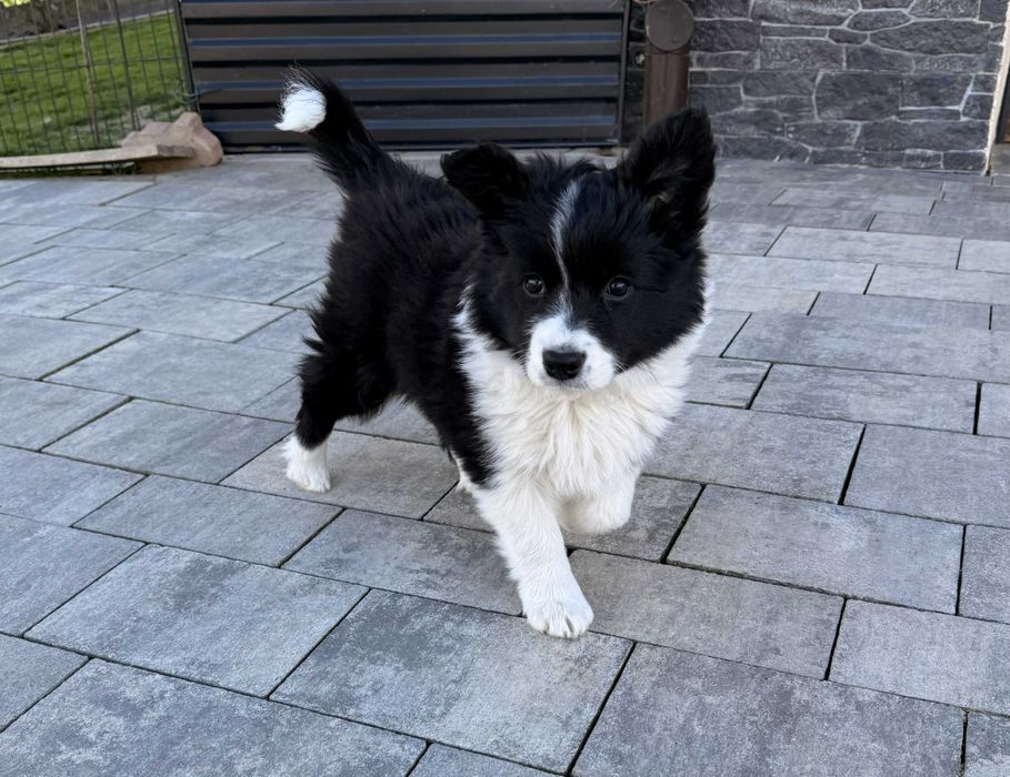 Szczeniak border collie suczka Missy czarno- biała (BADANIA)